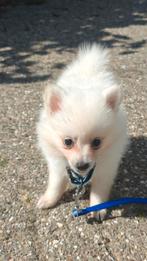 Mini Kees (Wit teefje), Dieren en Toebehoren, Keeshond, 8 tot 15 weken, Teef, Eén hond
