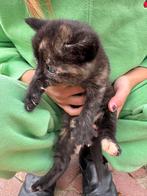 3 schattige Kittens te koop, Dieren en Toebehoren, Katten en Kittens | Overige Katten, Meerdere dieren