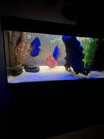 Mooi aquarium met discusvissen compleet, Dieren en Toebehoren, Ophalen of Verzenden, Gevuld zoetwateraquarium