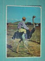 9) ansichtkaart Emoe, Verzenden, 1960 tot 1980, Gelopen, Vogel