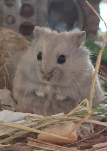 100% handtamme hamsters! Deze 3 zijn al weg, máár zie tekst! beschikbaar voor biedingen