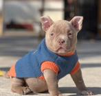 American Bully Micro, Ophalen of Verzenden, Zo goed als nieuw