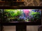 Compleet, gezond aquariumbestand zoekt ervaren aquariaan, Dieren en Toebehoren, Vissen | Aquariumvissen, Vis