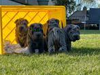 3 Sharpei pups met stamboom reuen, Dieren en Toebehoren, Honden | Bulldogs, Pinschers en Molossers, Particulier, Rabiës (hondsdolheid)