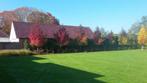 Liquidambar bomen, Ophalen, Volle zon, Overige soorten