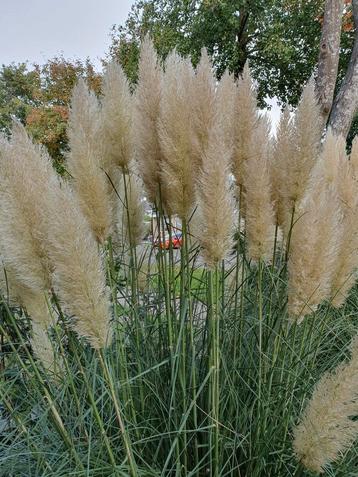 Pampus Gras Pluimen beschikbaar voor biedingen