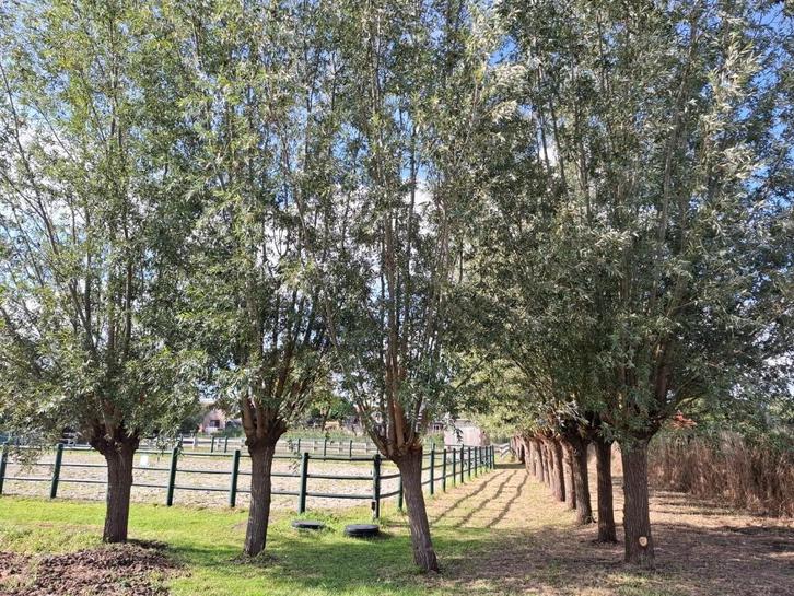 Gratis af te halen: dikke takken knotwilg voor herplanting, Tuin en Terras, Overige Tuin en Terras, Zo goed als nieuw, Ophalen