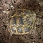 Landschildpad. Rus. Vierteenschildpad Testudo horsfieldii, Dieren en Toebehoren, Reptielen en Amfibieën, Schildpad, 0 tot 2 jaar