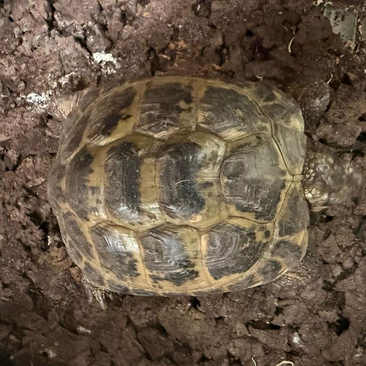 Landschildpad. Rus. Vierteenschildpad Testudo horsfieldii, Dieren en Toebehoren, Reptielen en Amfibieën, Schildpad, 0 tot 2 jaar
