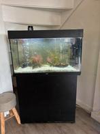 Mooi Aquarium, Dieren en Toebehoren, Ophalen, Zo goed als nieuw, Gevuld zoetwateraquarium
