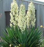 Tekoop aangeboden Palmlelies, Yucca filamentosa., Vaste plant, Halfschaduw, Zomer, Ophalen