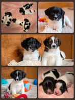 Deze schattige friese stabij x kooiker pups mogen verhuizen, Dieren en Toebehoren, Parvo, Overige rassen, 8 tot 15 weken, Meerdere