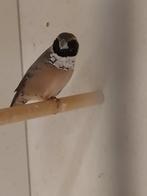 2-0 Witborst rietvink 2024., Dieren en Toebehoren, Mannelijk, Tropenvogel, Geringd