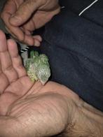 Young Forpus, Parkiet