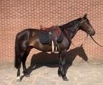 Lieve en brave ruin, Dieren en Toebehoren, Ruin, 7 tot 10 jaar, Recreatiepony, Gechipt