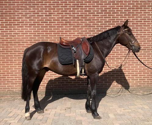 Lieve en brave ruin, Dieren en Toebehoren, Pony's, Ruin, E pony (1.48m - 1.57m), Recreatiepony, 7 tot 10 jaar, Gechipt, Ontwormd