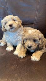 Boompoo pups nog 1 reutje beschikbaar, Parvo, Nederland, 8 tot 15 weken, Eén hond