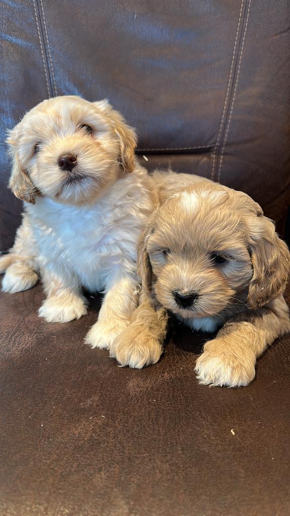 Boompoo pups nog 1 reutje beschikbaar, Dieren en Toebehoren, Honden | Chihuahua's en Gezelschapshonden, Reu, Overige rassen, Fokker | Professioneel