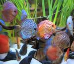 Jonge discus vissen gezocht, Dieren en Toebehoren, Vissen | Aquariumvissen, Vis