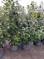 Laurier Novita 180cm - Prachtige, volle struik!, Bloeit niet, Overige soorten, 100 tot 250 cm, Ophalen