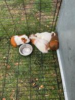 4 beertjes, cavias zoeken een nieuw huisje, Dieren en Toebehoren, Knaagdieren, Maart, Mannelijk, Cavia