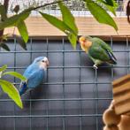 Agapornis koppel., Dieren en Toebehoren, Vogels | Parkieten en Papegaaien, Meerdere dieren, Dwergpapegaai of Agapornis, Geringd