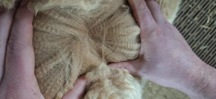 Alpaca vachten, Hobby en Vrije tijd, Overige Hobby en Vrije tijd, Nieuw, Verzenden