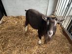 Toggenburger bok ter dekking, Dieren en Toebehoren, Schapen, Geiten en Varkens, Mannelijk, Geit