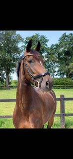 E pony te koop Weidemaatje, Dieren en Toebehoren, Pony's, Merrie, 11 jaar of ouder