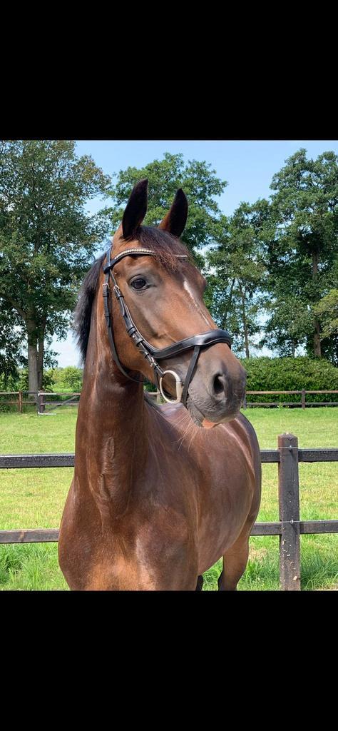 E pony te koop Weidemaatje, Dieren en Toebehoren, Pony's, Merrie, 11 jaar of ouder