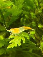 Oranje  rilli garnalen, Kreeft, Krab of Garnaal