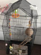 Valkparkiet met grote kooi, Dieren en Toebehoren, Vogels | Hokken en Kooien, Ophalen, Zo goed als nieuw, Metaal, Vogelkooi