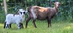 2 skudde ramlammeren, Dieren en Toebehoren, Schapen, Geiten en Varkens, Mannelijk, Schaap