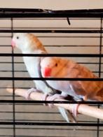 Handtamme Halsband parkiet, Meerdere dieren, Parkiet, Tam