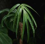 Amydrium zippelianum, Overige soorten, Minder dan 100 cm, Ophalen of Verzenden, Halfschaduw