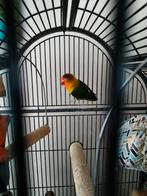 Agapornis met kooi, Dieren en Toebehoren