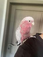 Superhandtamme rosé kaketoe, Dieren en Toebehoren, Mannelijk, Papegaai, Tam
