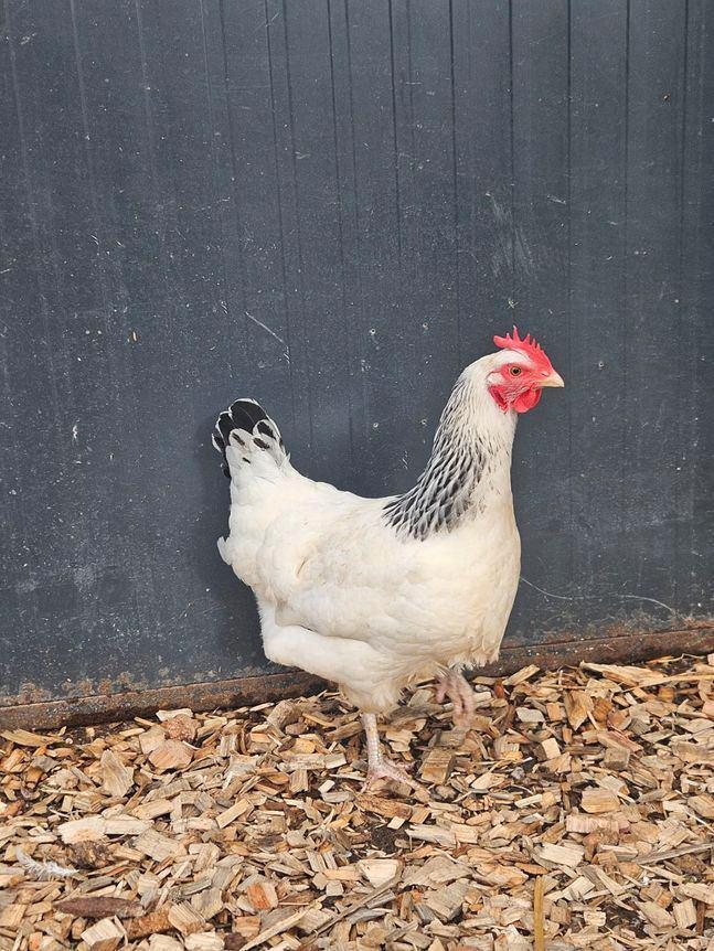 Jerry zoekt een huisje! (Wyandotte), Dieren en Toebehoren, Pluimvee, Kip, Mannelijk