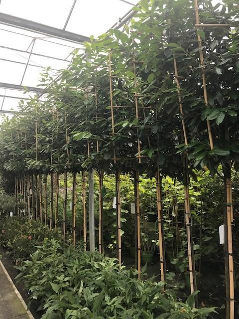 lei laurier prunus novita 340 cm hoog 14-16 dik, Tuin en Terras, Planten | Tuinplanten, Vaste plant, Overige soorten, Volle zon