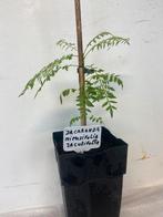 Te koop Jacaranda boompje, Tuin en Terras, Ophalen, Overige soorten, Volle zon