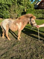 2 jarige appaloosa merrie, Dieren en Toebehoren, Pony's, Merrie, Recreatiepony, Ontwormd, 3 tot 6 jaar
