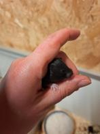 Zwarte jonge syrische hamster te koop, Geslacht onbekend, Hamster, Na 1 juli 2024