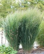 Panicum soorten, Ophalen, Eenjarig, Overige soorten, Volle zon