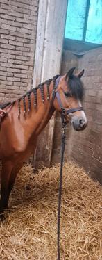 Knappe lieve welsh pony, Dieren en Toebehoren, Pony's, Merrie, Dressuurpony, 3 tot 6 jaar, C pony (1.27m tot 1.37m)