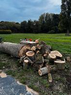 Populieren haardhout – vers gezaagd – ca. 7 kuub beschikbaar, 6 m³ of meer, Ophalen of Verzenden