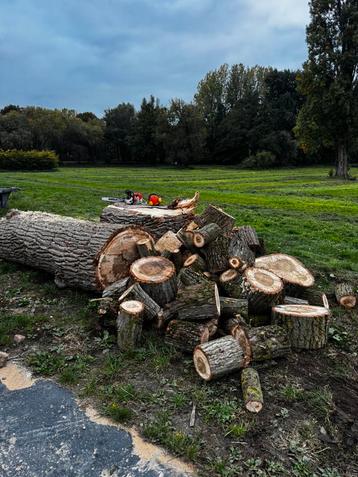 Populieren haardhout – vers gezaagd – ca. 7 kuub beschikbaar beschikbaar voor biedingen