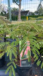 Albizia in 7 soorten vanaf €10,00 tot max €50,00, Tuin en Terras, Ophalen, Zomer, Overige soorten, Volle zon