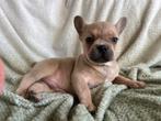 Franse bulldog pups met arfe stamboom, Dieren en Toebehoren, Reu, CDV (hondenziekte), 8 tot 15 weken, Bulldog