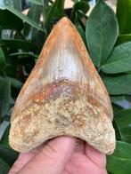 Grote megalodon (12,9 cm), haaientand, Indonesië 6, Verzamelen, Mineralen en Fossielen, Ophalen of Verzenden, Fossiel
