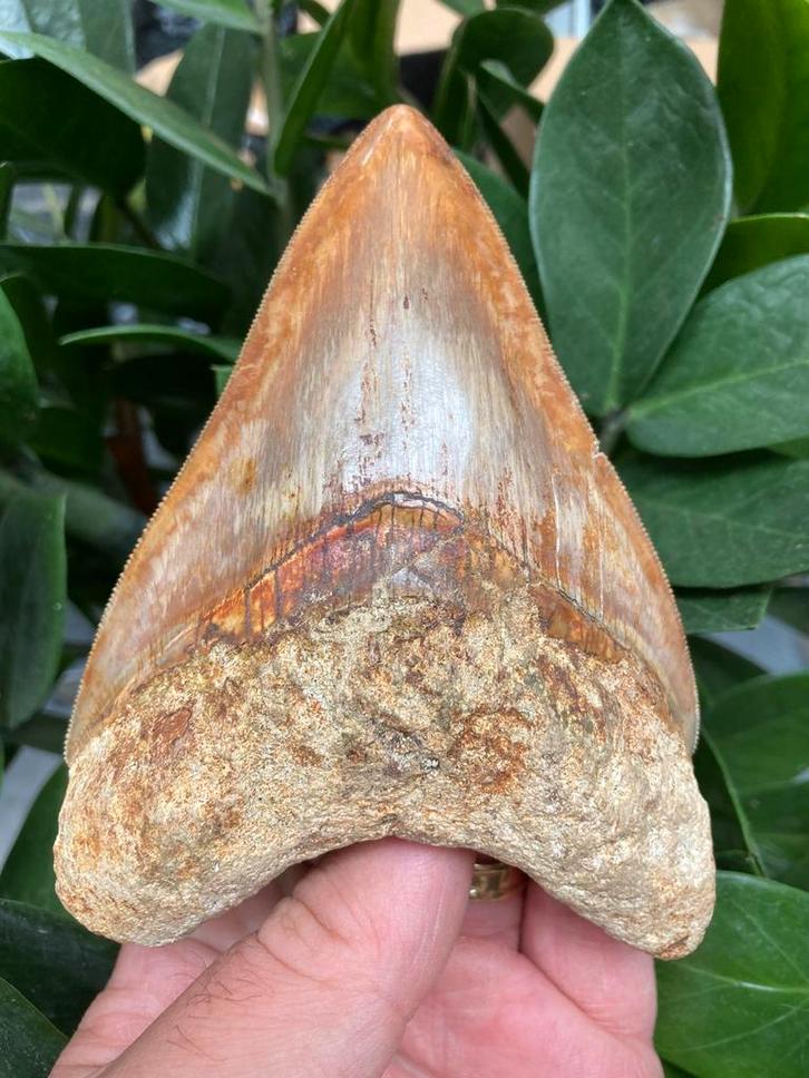 Grote megalodon (12,9 cm), haaientand, Indonesië 6, Verzamelen, Mineralen en Fossielen, Fossiel, Ophalen of Verzenden